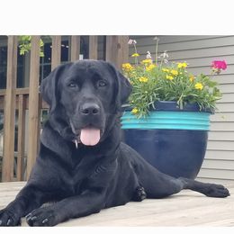 Lexi - Labrador Retriever