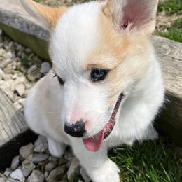 Klaus - White and black male Pembroke Welsh Corgi puppy in Rolla, Missouri from Chapman Corgis
