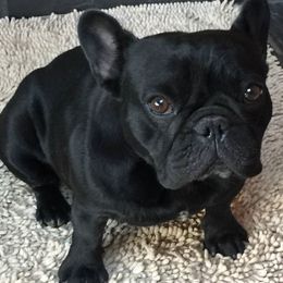 French Bulldog Puppies from Pamela's French Bulldogs