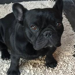 French Bulldog Puppies from Pamela's French Bulldogs
