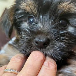 Yorkshire Terrier All Grown Up from Happy Days
