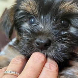 Yorkshire Terrier All Grown Up from Happy Days