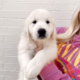 Golden Retriever Puppies from Claiborne Golden