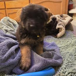 Vincent - Black and red male German Shepherd puppy in Coupeville, Washington from Von Hilkey Shepherds