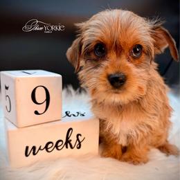 Golden girl - Chocolate and tan female Yorkshire Terrier puppy in Machesney Park, Illinois from Three Yorkie Family