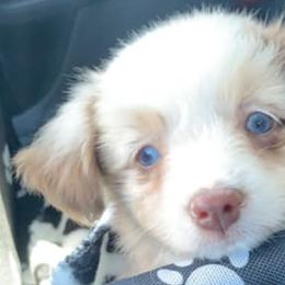 Miniature Australian Shepherds from El's Minis