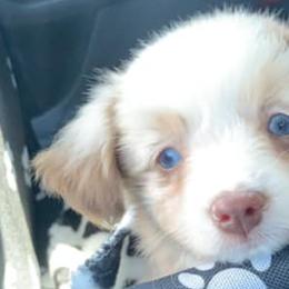 Miniature Australian Shepherds from El's Minis