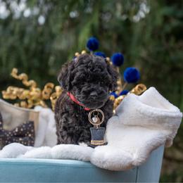 Mr.Grinch - Black male Cockapoo puppy in Deming, Washington from Heavenly Puppies to Love