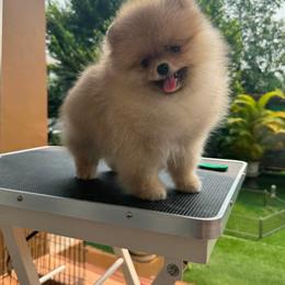 Zeke - Pomeranian