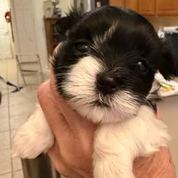 Adeline - Black and white female Havanese puppy in Apopka, Florida from Dunhill Havanese