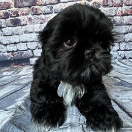 Shih Tzu Puppies from ShihTzuki Pups
