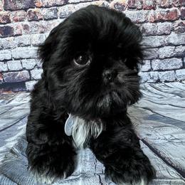 Shih Tzu Puppies from ShihTzuki Pups