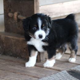 Gomez - Black tri male Miniature Australian Shepherd puppy in Gretna, Virginia from Adams Acres Cattle Dogs