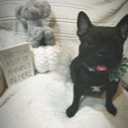 Nala - French Bulldog
