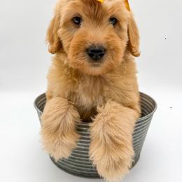 Lightning - Apricot female Goldendoodle puppy in Sunman, Indiana from Brunsman Country Doodles LLC