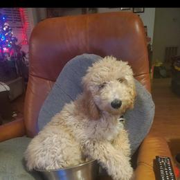 Goldendoodles from Marsh & Moss
