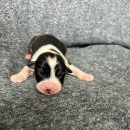 Goose - Black tri-color female Australian Shepherd puppy in Kentland, Indiana from Pine Grove Aussies
