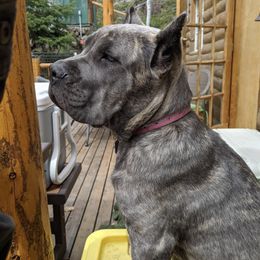 Cane Corso from Kinesava Cane Corsos