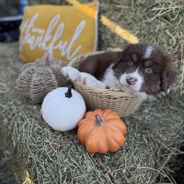 Australian Shepherd Puppies from Zermeno Ranch