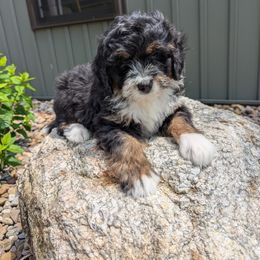 Tony - Tri-color male Bernedoodle puppy in Beach City, Ohio from Blue Cloud Doodles