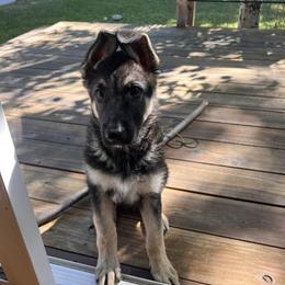 German Shepherd Puppies from dukleth
