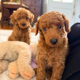 Nelson - Red  male Poodle puppy in Colerain, North Carolina from Lisa's Poodles