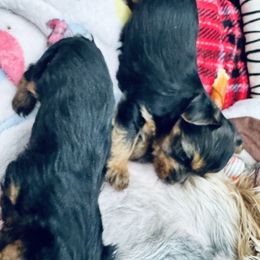 Yorkshire Terrier Puppies from Rosey’s Yorkies