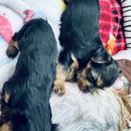 Yorkshire Terrier Puppies from Rosey’s Yorkies