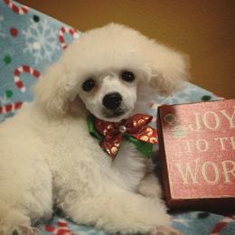 Poodle Puppies from Araceli Toy Poodles