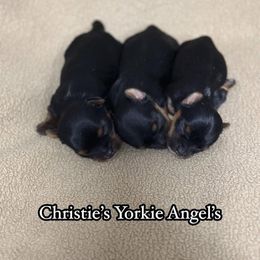Yorkshire Terrier Puppies from Christie’s Yorkie Angel’s