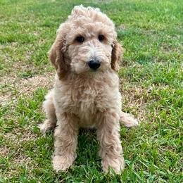 George - Apricot male Goldendoodle puppy in Pasadena, Texas from Toledo Creek Doodles