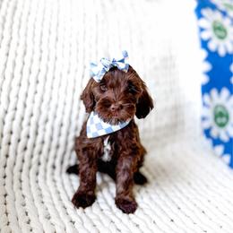 Morgana - Chocolate female Goldendoodle puppy in Springville, Utah from Happy Doodle