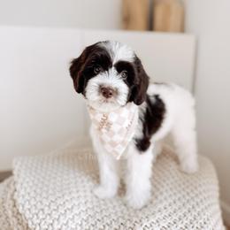 Lord - 12 Days of Christmas - Chocolate male Goldendoodle puppy in Syracuse, Indiana from The Doodle Cove