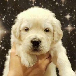 Luke Skybarker - Light golden male Golden Retriever puppy in Gahanna, Ohio from Land of Gold - English Golden Retrievers