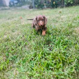 Freckles - Dapple female Dachshund puppy in Boston, Massachusetts from London’s puppies