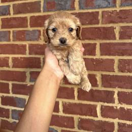 Cockapoo All Grown Up from Ace of Spades Yorkies