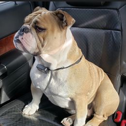 Maybelle - Bulldog