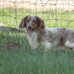 Laydon-- RETIRING - Dapple male Dachshund puppy in Brookhaven, Mississippi from Southern Grace Doxies