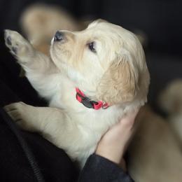 Ms. Red Lady - Light golden female Golden Retriever puppy in Woodbridge, Virginia from Goldens of Northern Virginia