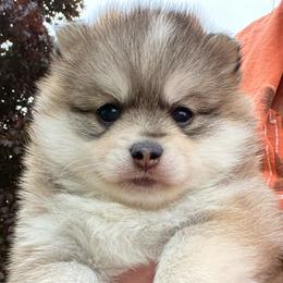 Pomsky Puppies from My Half Pint Pups