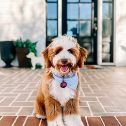 Nash - Goldendoodle