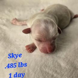 Skye - Gold sable female Havanese puppy in Trinity, Alabama from Tooties Cuties Havanese