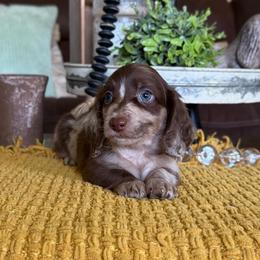 Beau - Dapple male Dachshund puppy in New Albany, Mississippi from Double A. Doxies