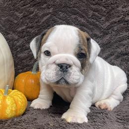 Bulldog Puppies from Tiny Tanks Kennel