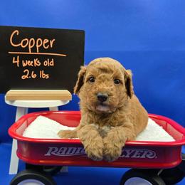 Copper - Red  male Goldendoodle puppy in Summerville, South Carolina from Channys Doodles