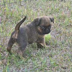 Brussels Griffon Puppies from Mad Monkey