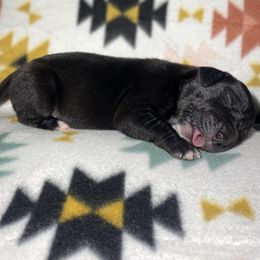 Boston - Black male Great Dane puppy in Scottsburg, Virginia from Virginia Great Danes