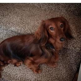 MISHA - Dachshund