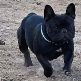 French Bulldogs from New Kingdom French Bulldogs