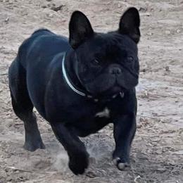French Bulldogs from New Kingdom French Bulldogs